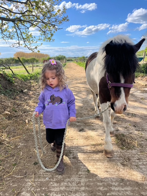 Horses illustration for NB Equestrian