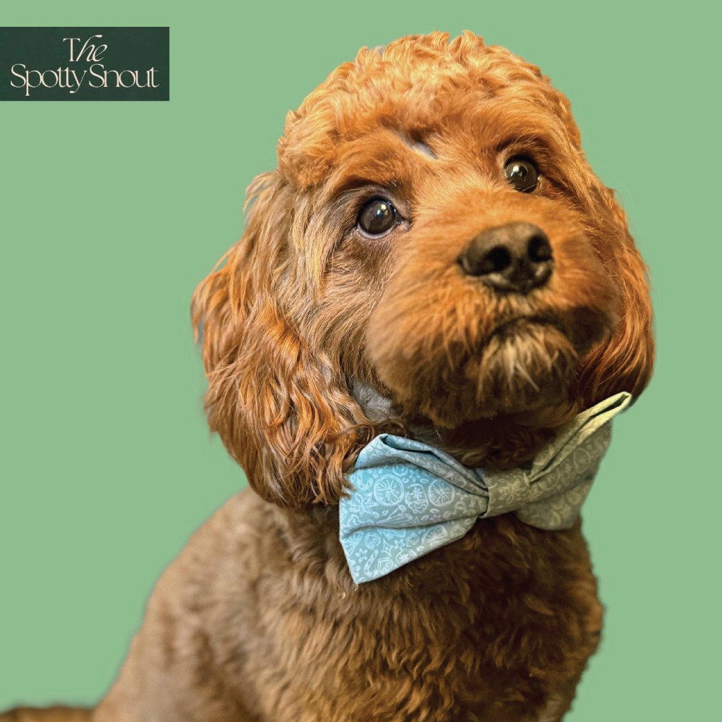 Skiing dogs design for The Spotty Snout. Print design by paigecritchley.com