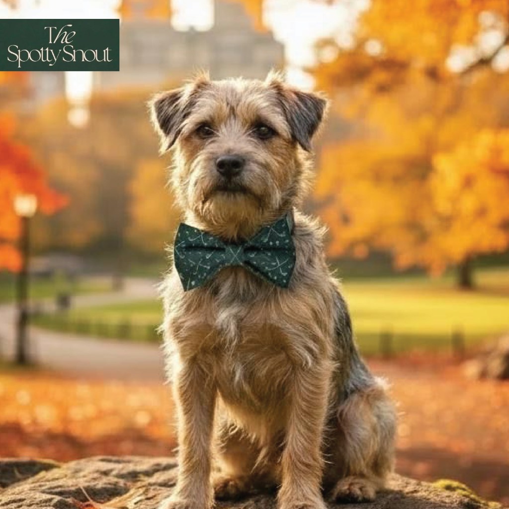 Skiing dogs design for The Spotty Snout. Print design by paigecritchley.com